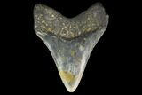 Fossil Megalodon Tooth - North Carolina #131582-1